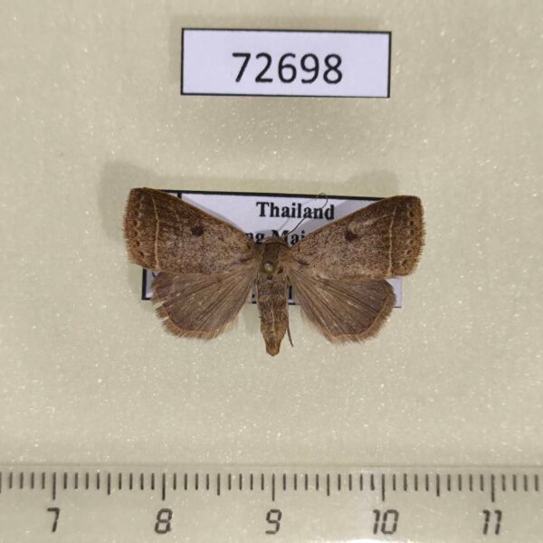 Noctuidae Bocula caradrinoides Thailand