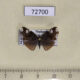 72700p Ricaniidae Pochazia sp. Thailand $5