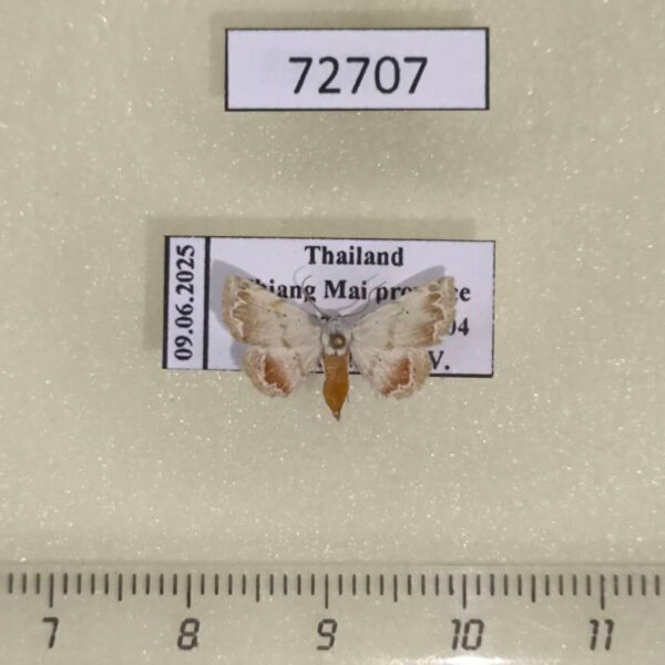 Noctuidae Eublemma amabilis Thailand