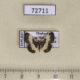 72711p Geometridae Peratophyga flavomaculata Thailand $5