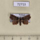 72713p Noctuidae Aroana sp. Thailand $10