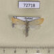72718p Crambidae Scirpophaga incertulas Thailand $4