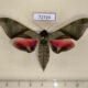 72724p Sphingidae Callambulyx diehli Thailand $30