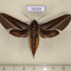 72725p Sphingidae Theretra lycetus f Thailand $20