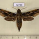 72730p Sphingidae Eupanacra variolosa f Thailand $12