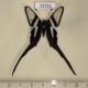 72731p Papilionidae Lamproptera meges virescens Thailand $30