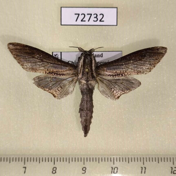 Cossidae Tarsozeuzera fuscipans Thailand