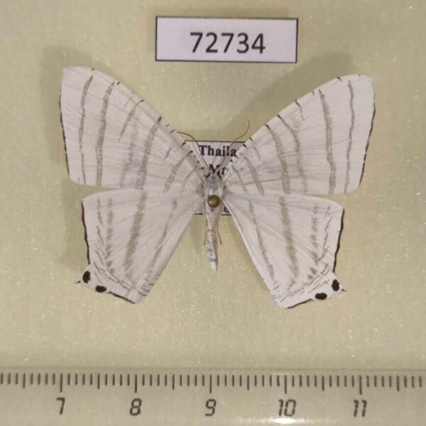 Uraniidae Pseudomicronia sp. Thailand