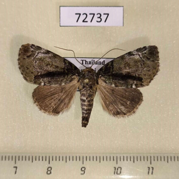 Noctuidae Beana nitida Thailand