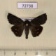 72738p Hyblaeidae Hyblaea sp. constellata Thailand $15