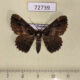 72739p Geometridae Menophra nigrifasciata Thailand $5