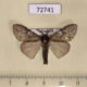72741p Lymantridae Lymantria sp. gyulaii Thailand $7
