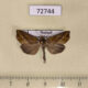 72744p Noctuidae Plusiodonta wahri Thailand $8