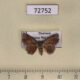 72752p Noctuidae Boletobiinae sp. Thailand $10