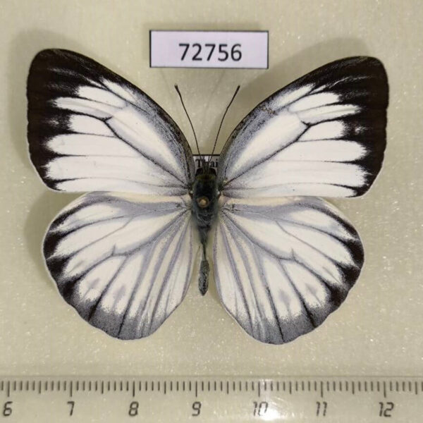Pieridae Cepora nerissa dapha Thailand