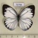 72756p Pieridae Cepora nerissa dapha Thailand $12