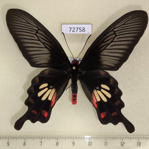 Papilionidae Pachliopta aristolochiae goniopeltis Thailand