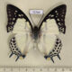72760p Nymphalidae Polyura nepenthes nepenthes f Thailand $30