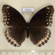 72761p Nymphalidae Hypolimnas bolina bolina f Thailand $8