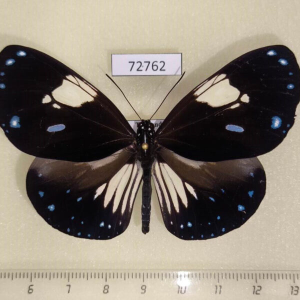 Nymphalidae Euploea radamanthus Thailand
