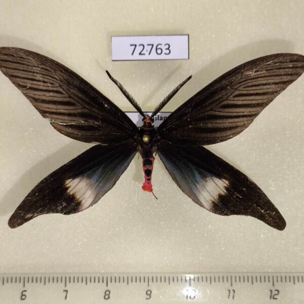 Zygaenidae Histia flabellicornis Thailand