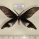 72763p Zygaenidae Histia flabellicornis Thailand $18