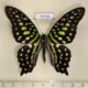 72765p Papilionidae Graphium agamemnon Thailand $15