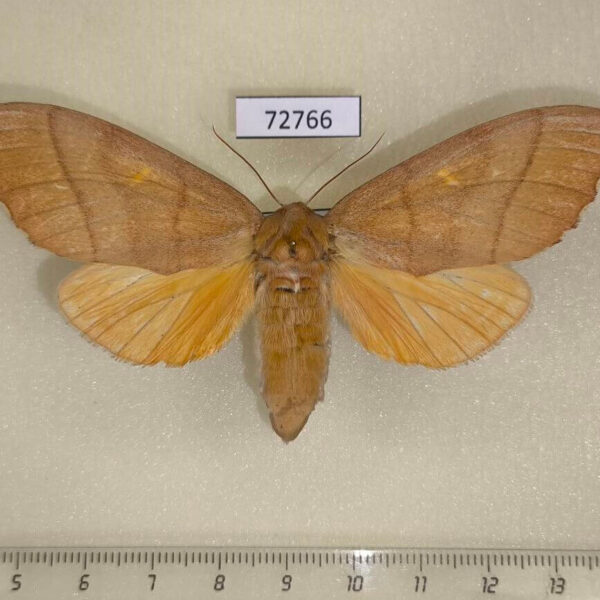 Notodontiidae Euchampsonia cristata f Thailand