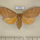 72766p Notodontiidae Euhampsonia cristata f Thailand $15