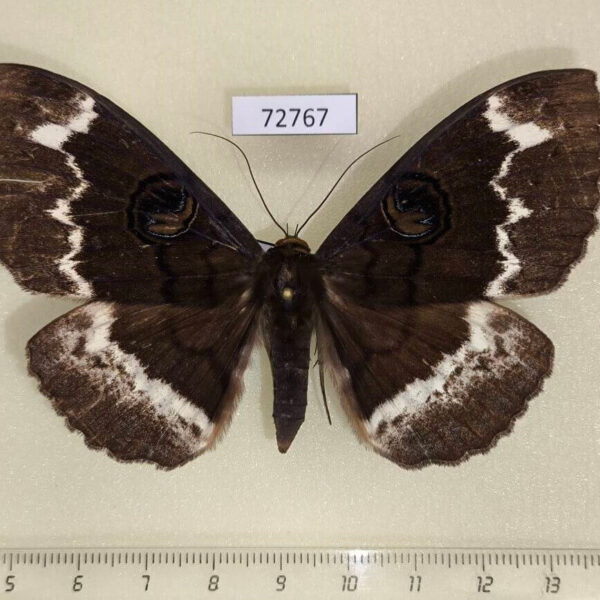 Noctuidae Erebus caprimulgus f Thailand
