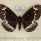 72767p Noctuidae Erebus caprimulgus f Thailand $14