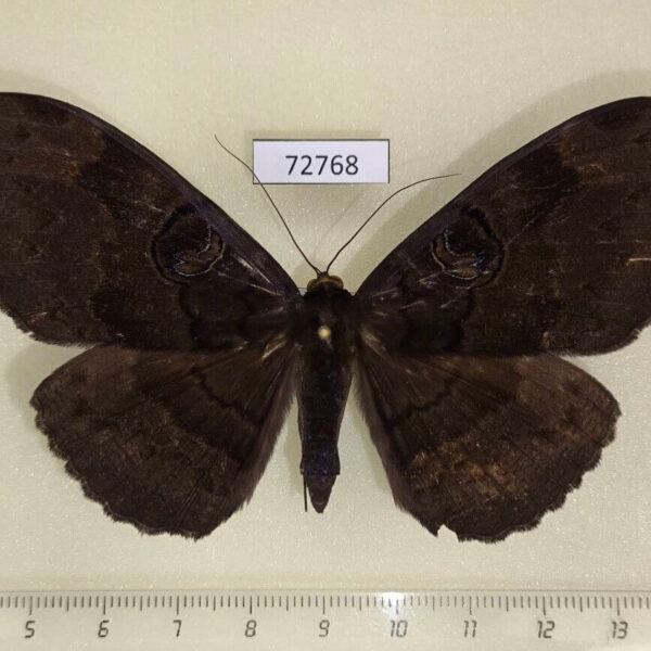 Noctuidae Erebus caprimulgus f Thailand