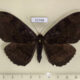 72768p Noctuidae Erebus caprimulgus f Thailand $12