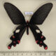 72769p Papilionidae Byasa dasarada barata Thailand $20