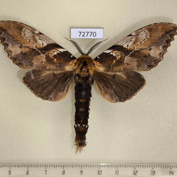 Notodontiidae Dudusa vethi Thailand