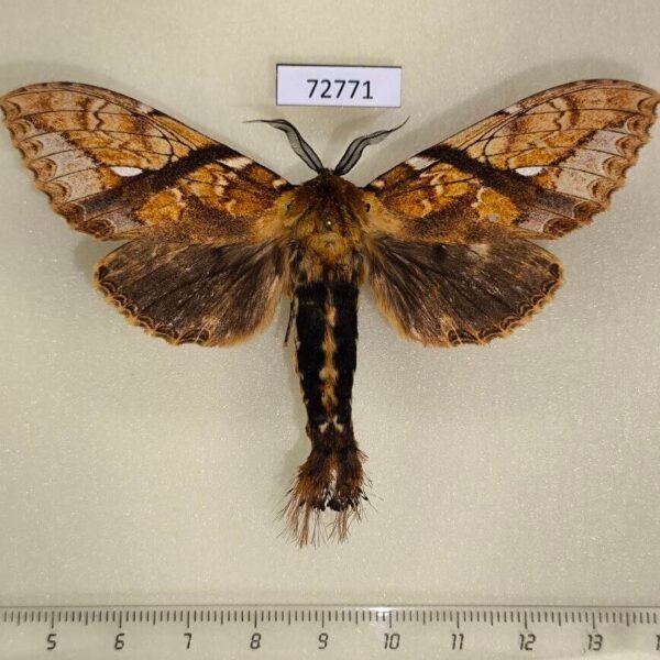 Notodontiidae Dudusa synopla Thailand