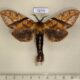 72771p Notodontiidae Dudusa synopla Thailand $20