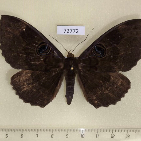 Noctuidae Erebus caprimulgus f Thailand