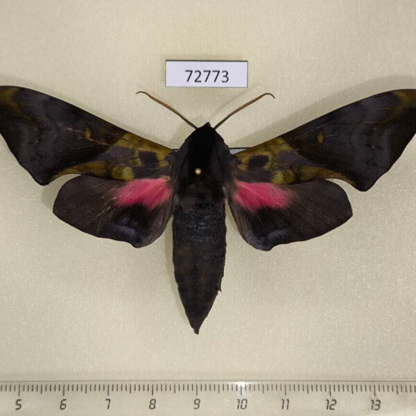 Sphingidae Anambulyx elwesi Thailand