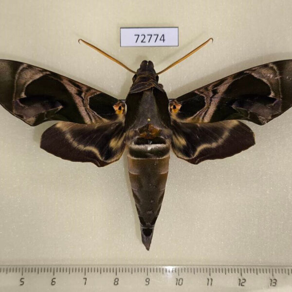 Sphingidae Daphnis hypothous Thailand