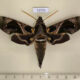 72774p Sphingidae Daphnis hypothous Thailand $18