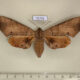 72776p Sphingidae Marumba dyras f Thailand $25
