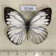 72784p Pieridae Cepora nerissa dapha Thailand $4