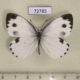 72785p Pieridae Pieris canidia Thailand $5