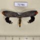 72786p Tortricidae Cerace cyanopyga Thailand $40