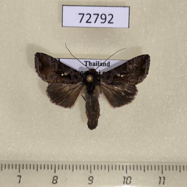 Noctuidae Ctenoplusia tarassota Thailand