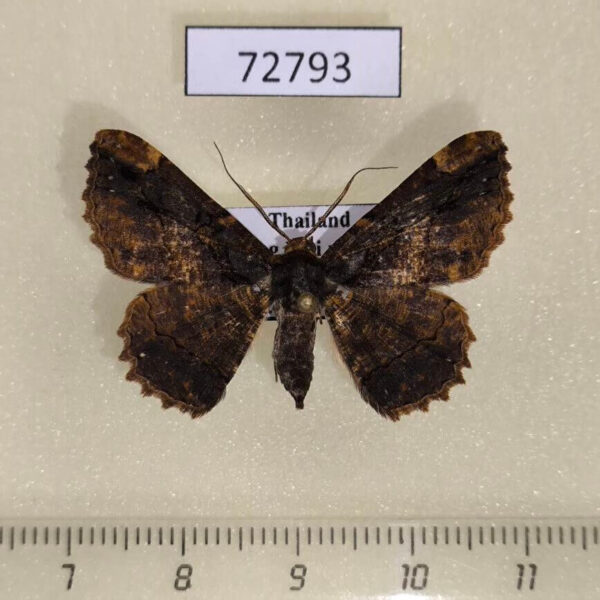 Geometridae Menophra nigrifasciata Thailand