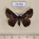 72793p Geometridae Menophra nigrifasciata Thailand $5
