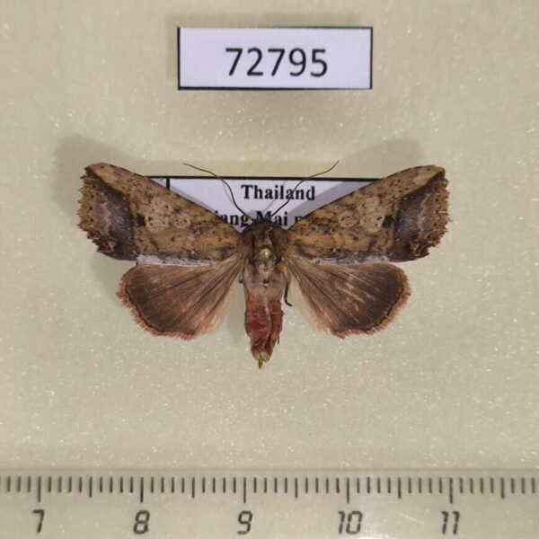 Noctuidae Bagada malayica Thailand