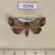 72795p Noctuidae Bagada malayica Thailand $10